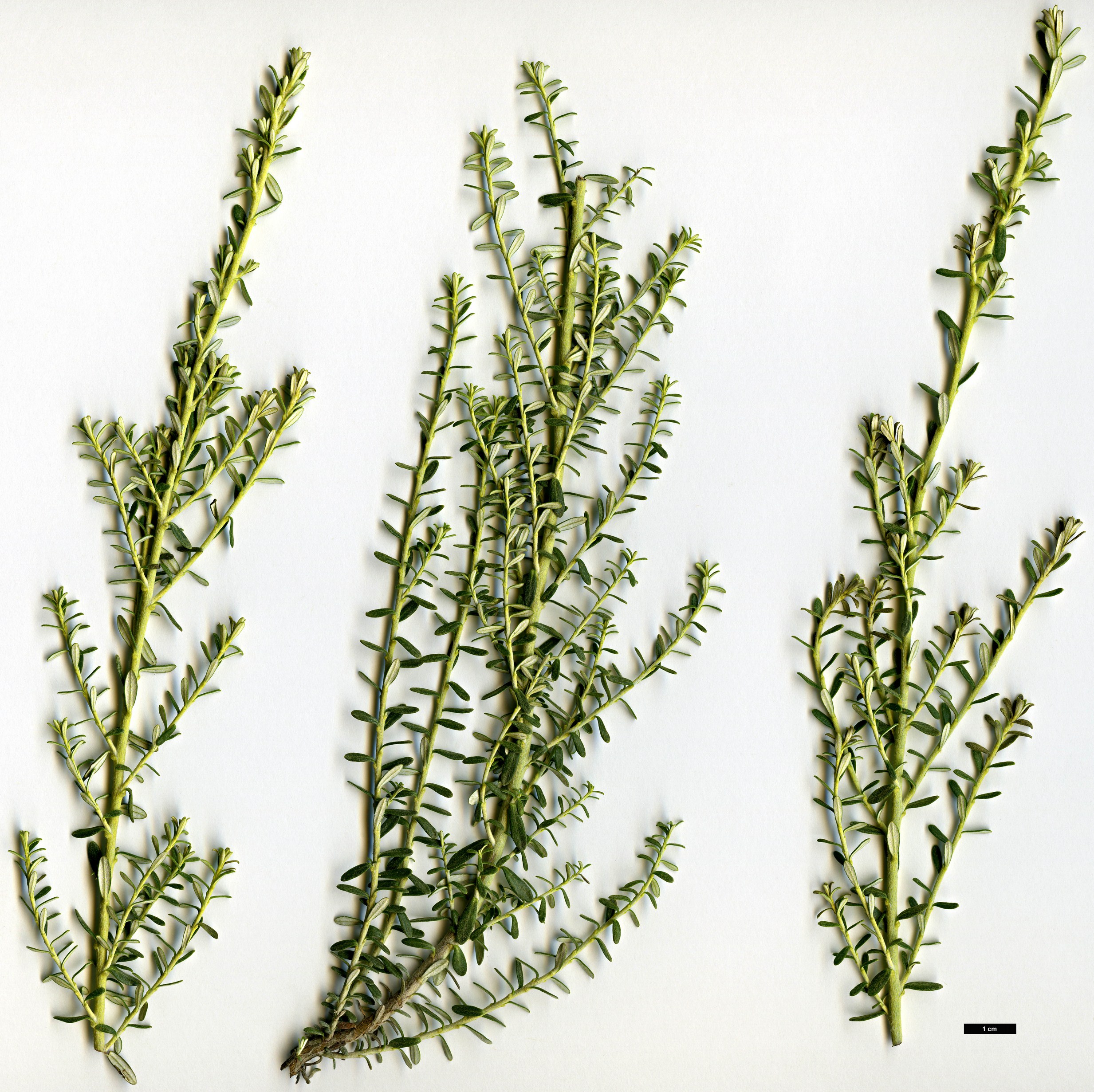 High resolution image: Family: Asteraceae - Genus: Ozothamnus - Taxon: leptophyllus - SpeciesSub: Albidus Group